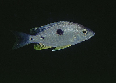 Copadichromis pleurostigmoides 'Nkhata Bay'